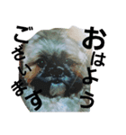 Carol of a Shih Tzu dog（個別スタンプ：6）