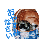Carol of a Shih Tzu dog（個別スタンプ：7）