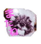 Carol of a Shih Tzu dog（個別スタンプ：8）