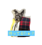 animal stamp byayumi（個別スタンプ：1）