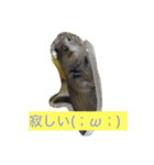animal stamp byayumi（個別スタンプ：2）