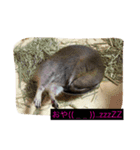 animal stamp byayumi（個別スタンプ：6）
