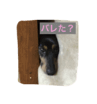 animal stamp byayumi（個別スタンプ：7）