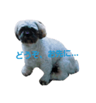 Carol of a Shih Tzu dog, the second time（個別スタンプ：1）