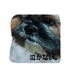 Carol of a Shih Tzu dog, the second time（個別スタンプ：2）