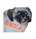 Carol of a Shih Tzu dog, the second time（個別スタンプ：3）