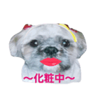 Carol of a Shih Tzu dog, the second time（個別スタンプ：4）