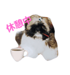 Carol of a Shih Tzu dog, the second time（個別スタンプ：5）