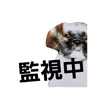 Carol of a Shih Tzu dog, the second time（個別スタンプ：6）