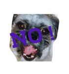 Carol of a Shih Tzu dog, the second time（個別スタンプ：8）