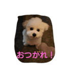 cookie cookie1106（個別スタンプ：1）