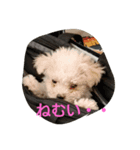 cookie cookie1106（個別スタンプ：2）
