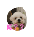 cookie cookie1106（個別スタンプ：7）