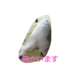 cookie cookie1106（個別スタンプ：8）