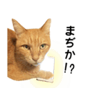 とらねこスターズ（個別スタンプ：6）