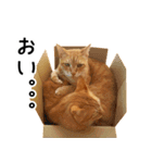 とらねこスターズ（個別スタンプ：19）