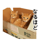 とらねこスターズ（個別スタンプ：21）