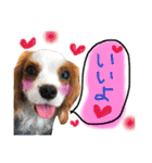 キャバリア タロのスタンプ（個別スタンプ：1）