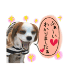 キャバリア タロのスタンプ（個別スタンプ：4）