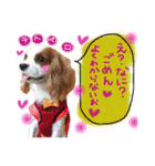 キャバリア タロのスタンプ（個別スタンプ：5）