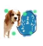 キャバリア タロのスタンプ（個別スタンプ：6）