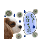 キャバリア タロのスタンプ（個別スタンプ：7）
