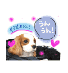 キャバリア タロのスタンプ（個別スタンプ：8）