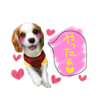 キャバリア タロのスタンプ（個別スタンプ：9）