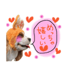 キャバリア タロのスタンプ（個別スタンプ：10）
