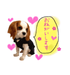 キャバリア タロのスタンプ（個別スタンプ：12）