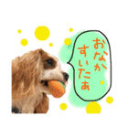 キャバリア タロのスタンプ（個別スタンプ：13）