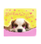 キャバリア タロのスタンプ（個別スタンプ：14）