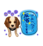 キャバリア タロのスタンプ（個別スタンプ：15）