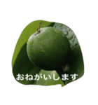 うまい梨だよ（個別スタンプ：3）