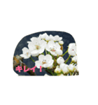 うまい梨だよ（個別スタンプ：6）
