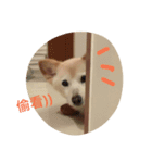 kuda gogo1（個別スタンプ：1）