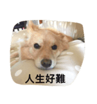 kuda gogo1（個別スタンプ：2）