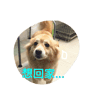 kuda gogo1（個別スタンプ：7）