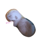 仔猫ちゃんたち（個別スタンプ：1）