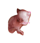 仔猫ちゃんたち（個別スタンプ：2）