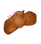 仔猫ちゃんたち（個別スタンプ：5）