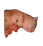 仔猫ちゃんたち（個別スタンプ：6）