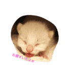 仔猫ちゃんたち（個別スタンプ：7）