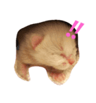 仔猫ちゃんたち（個別スタンプ：10）