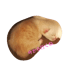 仔猫ちゃんたち（個別スタンプ：11）