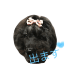 トイプードルGigi part2（個別スタンプ：3）