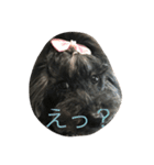 トイプードルGigi part2（個別スタンプ：12）