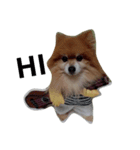 pomeranian cosplay2（個別スタンプ：3）