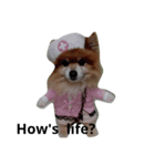 pomeranian cosplay2（個別スタンプ：4）