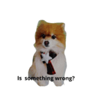 pomeranian cosplay2（個別スタンプ：5）